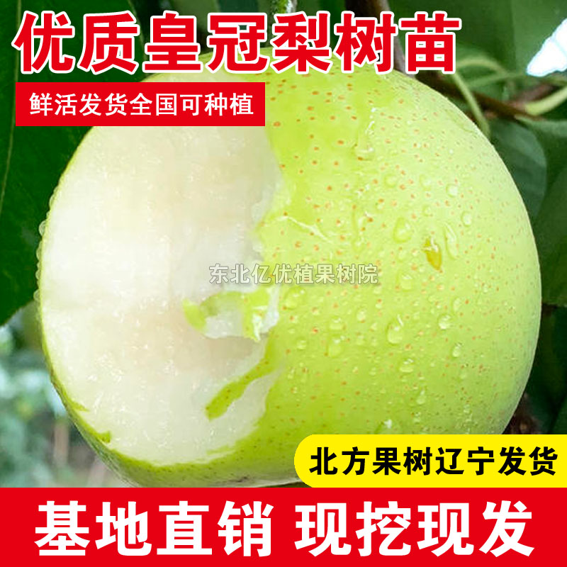 皇冠梨树苗圆黄梨苗嫁接黄金梨果苗早熟脆甜皇冠梨嫁接特大新品种