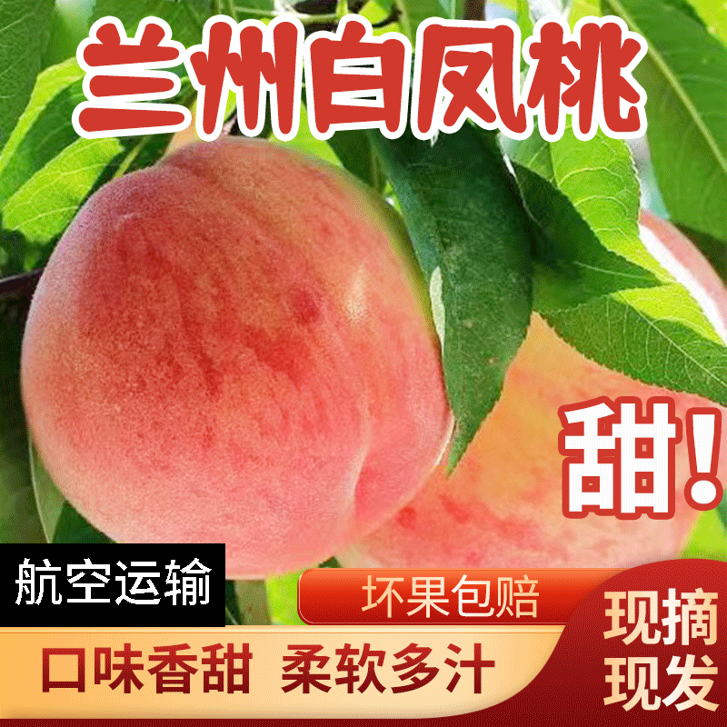 兰州安宁白凤桃白粉桃水蜜桃当季新鲜水果整箱现摘桃子甘肃特产