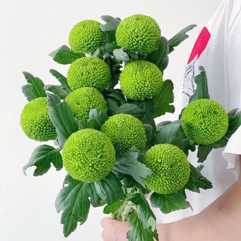清新自然绿色乒乓菊鲜花云南昆明直发家用办公插花水养鲜切花送人