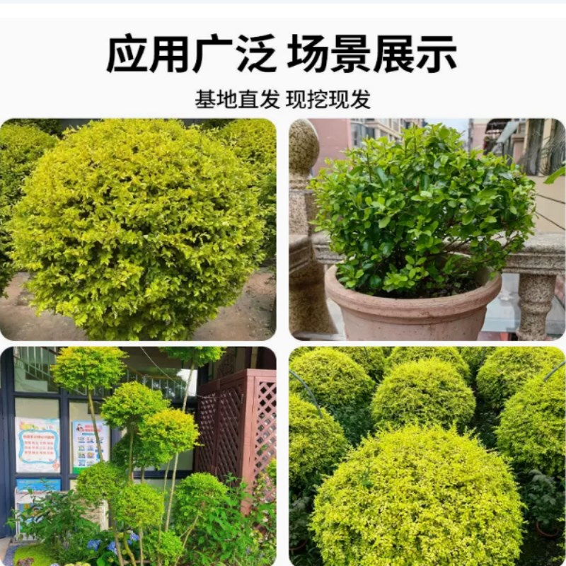 亮晶女贞棒棒糖川金滇蜡树苗小叶柠檬之光冬青先令球庭院花镜植物