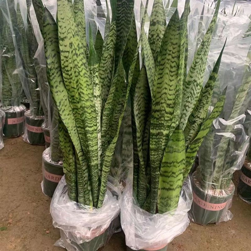 大型银麦盆栽甲醛绿植高脚室内银麦虎皮兰虎尾兰兰花虎皮兰绿植