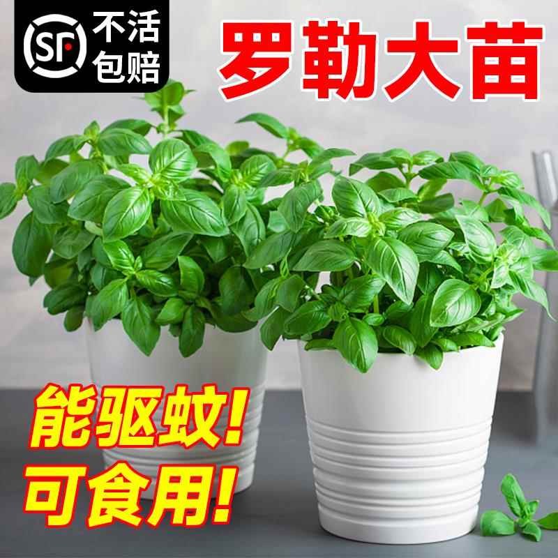 罗勒盆栽可食用大叶香草九层塔苗薄荷迷迭香种子孑室内驱蚊绿植物