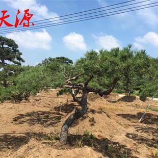 油松造型树黑松造形四季常青别墅庭院绿化施工景观植物盆景园林