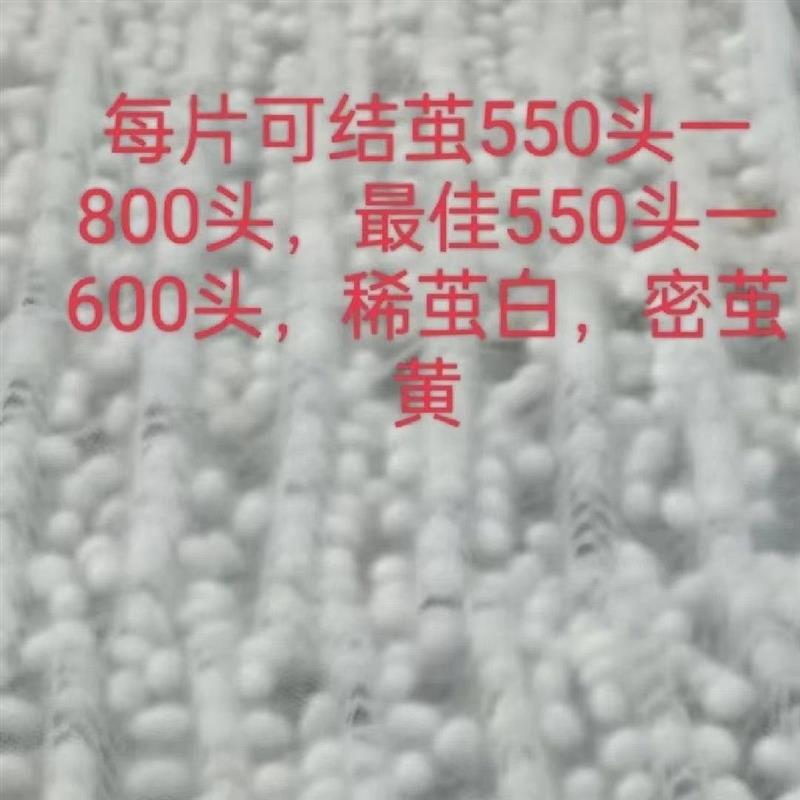 (10张)塑料折簇上簇网结茧网 一扎六斤10张