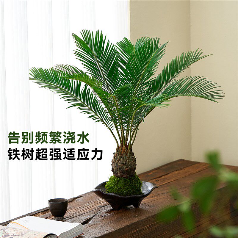 苔藓球铁树水培植物四季常青好养耐阴H绿植盆栽家居室内诧寂风盆