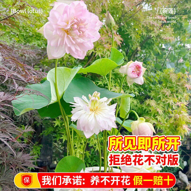 大型荷花种藕苗观赏荷花盆栽水培池E塘藕根种植花卉水生植物莲藕