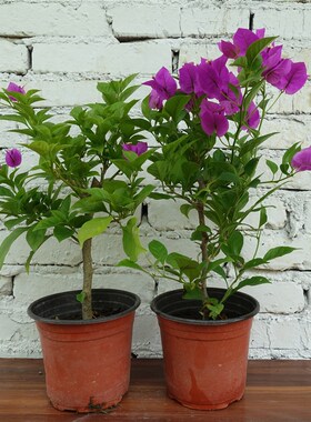 云南紫三角梅安格斯带花大苗盆栽老桩花卉植物鲜花V大紫色阳台庭