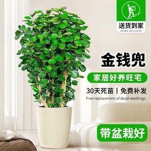 种金钱V树好养活绿植 金钱兜盆栽圆叶福禄桐老桩客厅办公室内四季