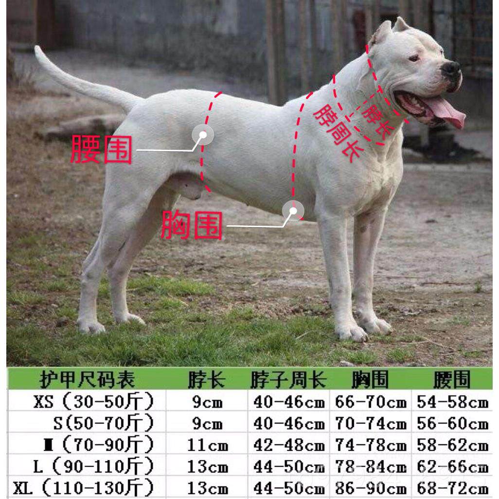 正品比特杜高狗护甲品犬 2019猛猎犬防护服 打野猪新服装 衣服 秋