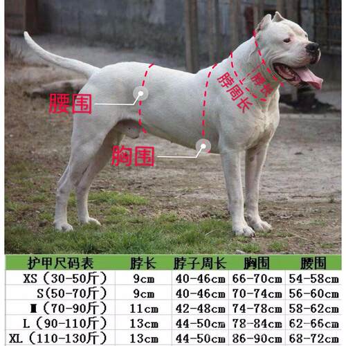 正品比特杜高狗护甲品犬 2019猛猎犬防护服 打野猪新服装 衣服 秋