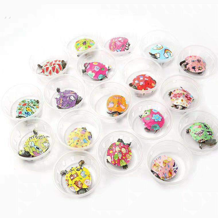 彩色小乌龟活体巴西龟中华草观赏南石龟绿线草黄耳火焰鳄深水乌龟