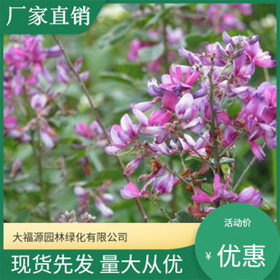 基地批发 美丽胡枝子 双色胡枝子  花灌木 护坡 规格齐全