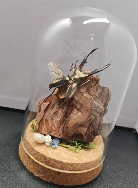 美他力弗细身赤锹甲森林力士甲虫长牙标本昆虫小众男士礼物玻璃罩
