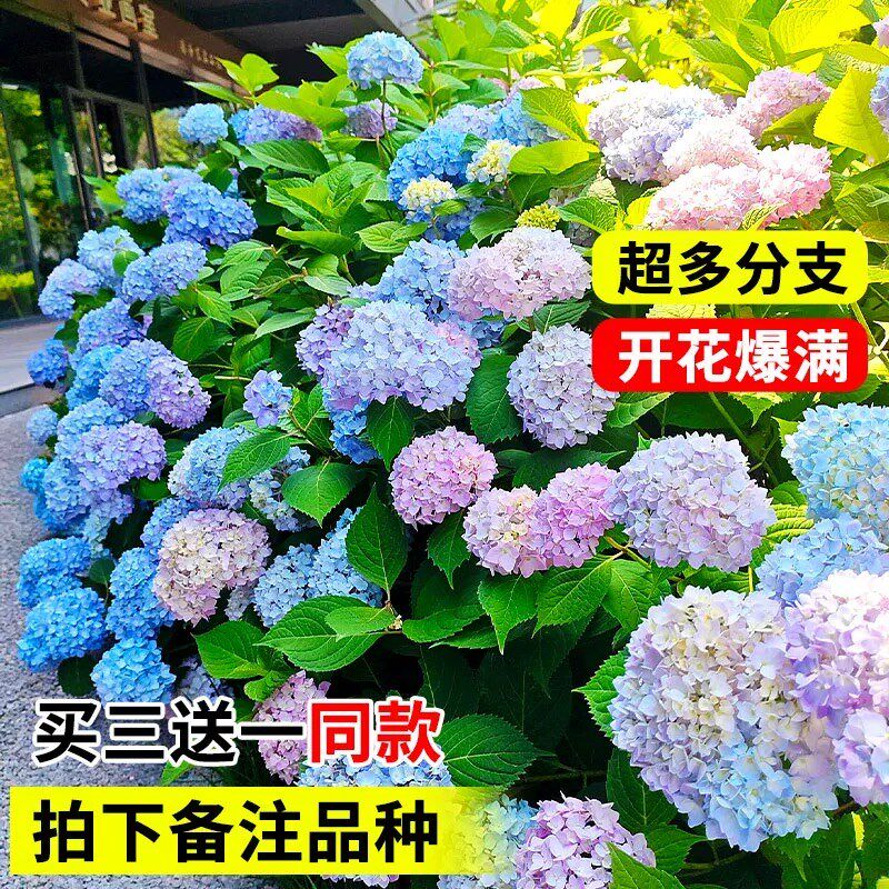 绣球花苗老桩无尽夏四季开花不断盆栽F花卉植物室内阳台庭院易养