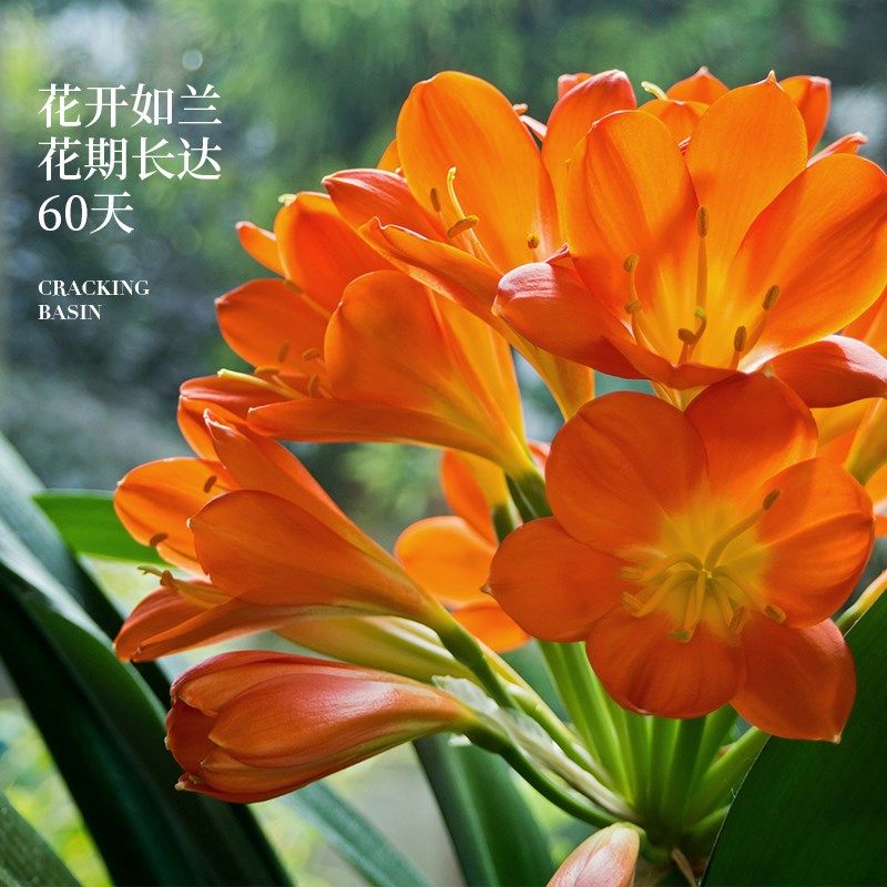 君子兰盆栽室内绿植精p品名贵国宝花卉办公室客厅桌面植物四季好