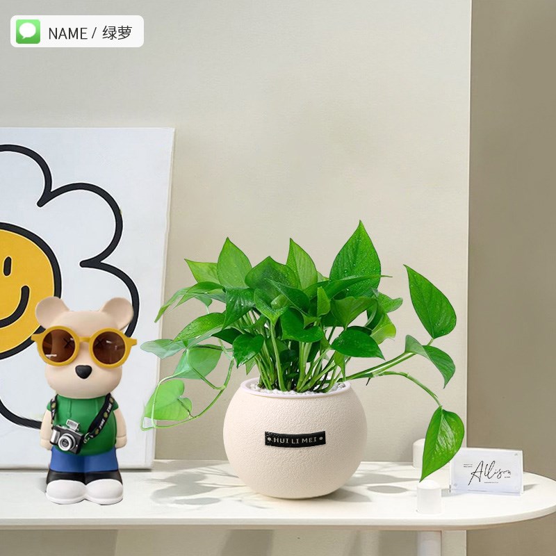 室内桌面绿植小h盆栽发财树易活四季懒人养的绿植办公室幼儿园绿