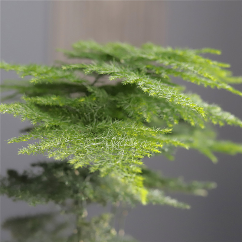 文竹室内小盆栽i易活好养办公室绿植书桌面植物净化空气防辐射甲