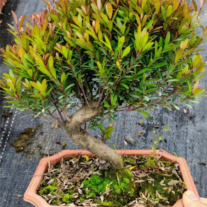 小叶赤楠盆栽盆景新中式提根老桩造E型花卉四季常青办公室客厅绿