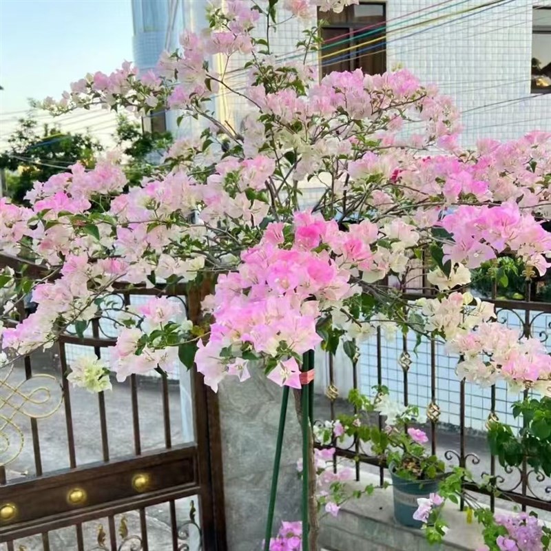 2【绿樱】三角梅盆栽室内阳台庭院好养花卉S四季开花爬藤好养