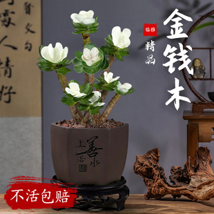 盆栽植物室A内好养办公室桌面带盆景开花小绿 金钱木老桩多肉四季