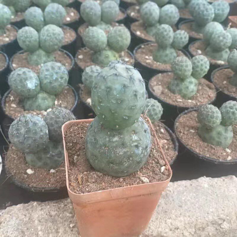 习志野团扇仙人球侧芽超萌u仙人掌多肉植物肉肉盆栽绿植室内防辐