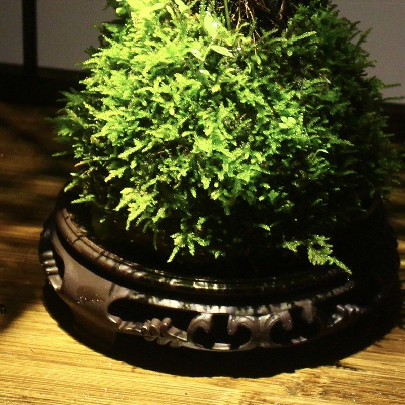 浮檀蕨苔玉球苔藓球蕨类植物绿植一叶蕨R大型盆栽盆景造景