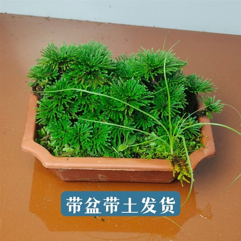 卷柏九死还魂f草绿植盆栽室内外花卉植物好养不死假山造景微型盆,鲜花速递/花卉仿真/绿植园艺,造型盆景,淘宝优惠券,粉丝福利购,淘宝优惠卷
