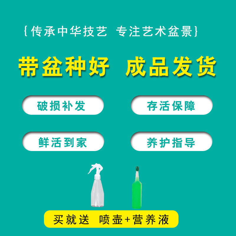 大文竹盆栽假g山造型盆景植物室内客厅办公桌花卉绿植四季常青苗