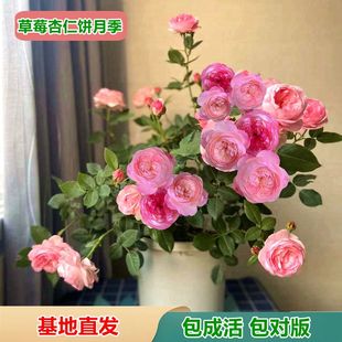 月季 玫瑰庭院阳台花卉盆栽 花苗草莓杏仁饼n果汁阳台四季 直立月季