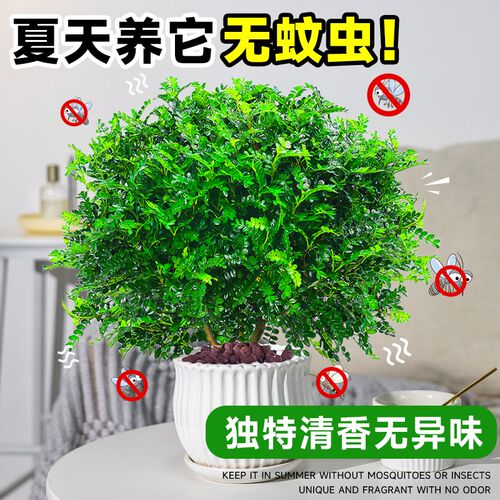正宗清香胡椒木盆栽驱蚊草植物花卉室内外办公室绿U植盆景老桩树