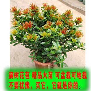 小叶龙船花带花苞盆栽绿植阳台四季开花室外庭院植物绿化绣球花苗