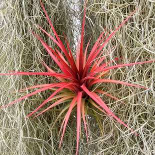 红孩儿 红雨林T.rainforest red-基地 无土植物空气凤梨