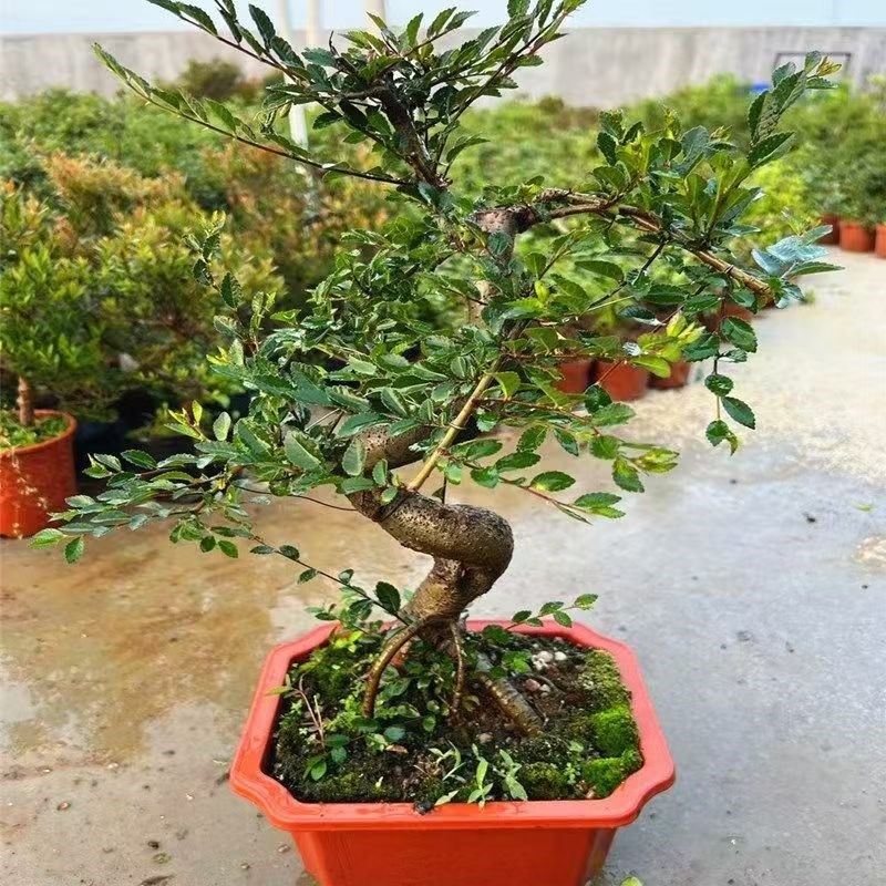 小叶榆树盆景造型老桩榔榆中式盆栽植物室内客厅桌面四季常青绿植