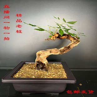 黄荆盆景精品黄荆老桩生桩熟桩碳化舍利盆景可微盆景造型