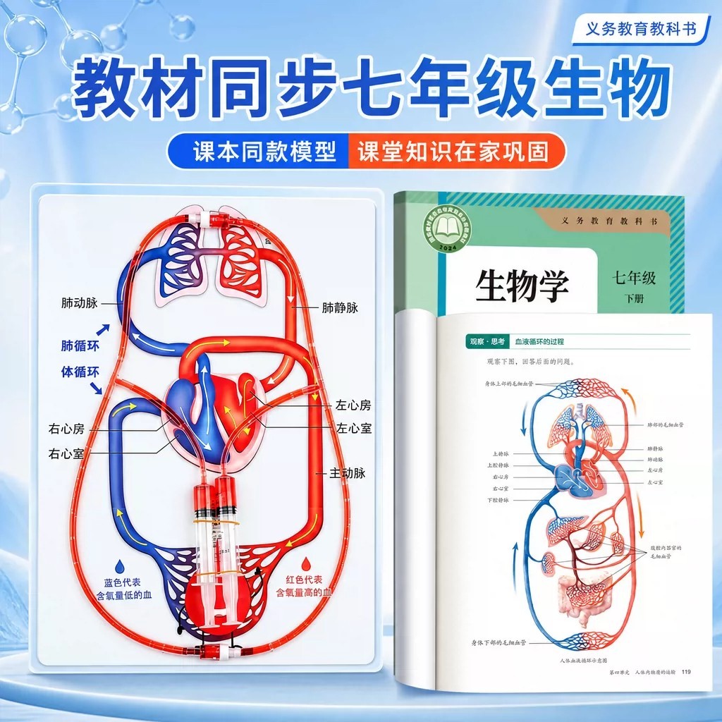 初中人体血液循环系统模型DIY科普科学生物心脏生物手工制作材料