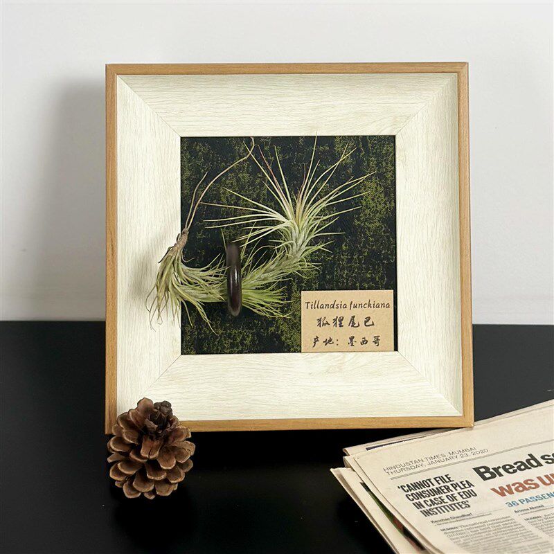 中古墙面壁饰植物挂画空气凤梨套餐现代装饰画框复古桌面摆件相框