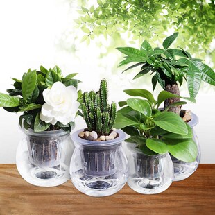 绿萝水养植物富贵竹室内盆栽水培栀子花卉四季常青客厅绿植带花瓶