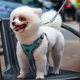狗狗牵引绳中小型犬背心式 胸背带泰迪比熊博美柯基法斗遛狗绳链子