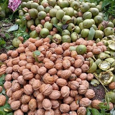 云南2025新鲜青皮湿核桃孕妇生核桃带壳新鲜湿核桃产地直发
