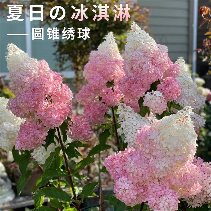 圆锥绣球棒棒糖香草草莓耐晒耐寒木绣球I树苗植物花卉盆栽花镜植