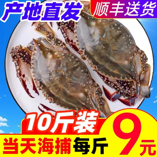 梭子蟹新鲜海捕公蟹超大特大母蟹红膏蟹冷冻飞蟹海鲜包肥整箱10斤