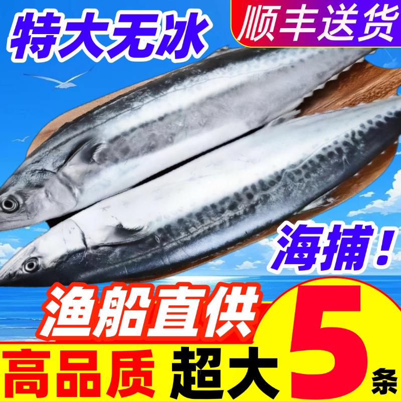 大鲅鱼马鲛鱼鲜活冷冻鲐鲅鱼海鱼特大超大整条整箱燕鲅鱼礼盒批发