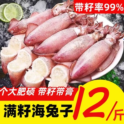 籽乌海兔满籽全籽带籽鲜活小鱿鱼新鲜墨鱼仔笔管鱿笔管鱼海鲜水产