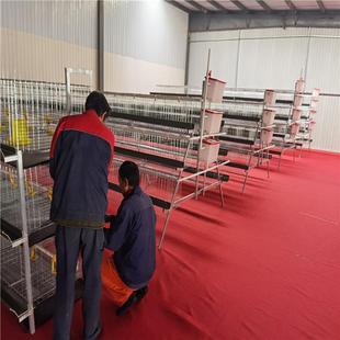 鸡笼框架蛋鸡养殖笼层叠养鸡笼阶梯式立体蛋鸡笼3层笼机械肉鸡