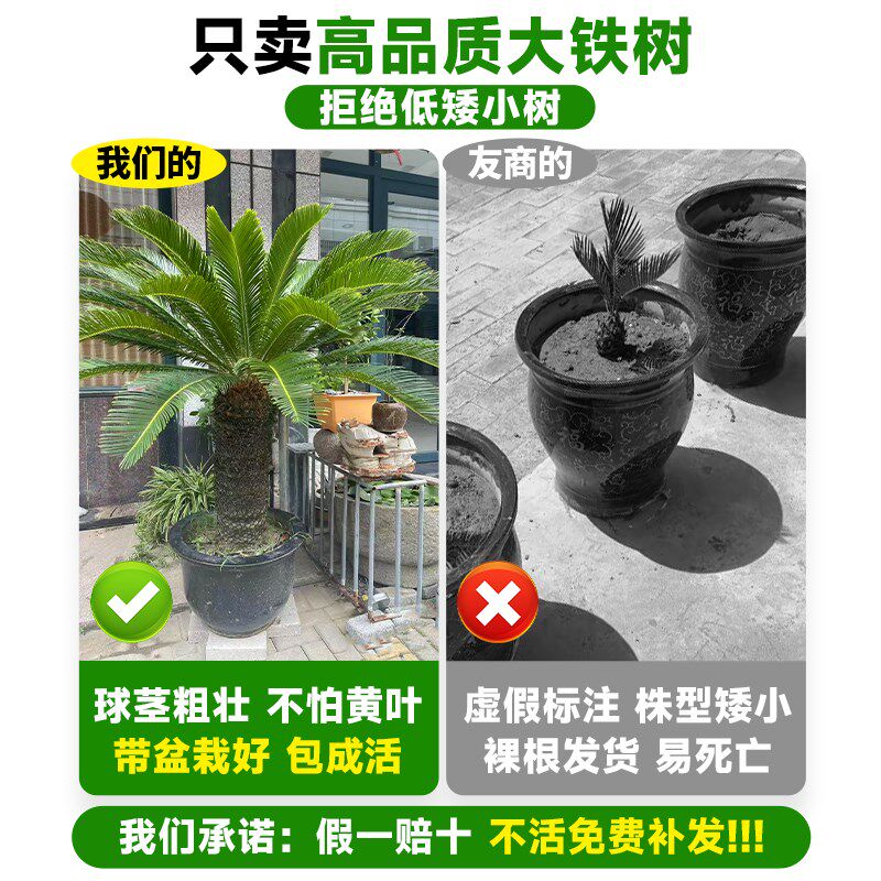 铁树盆栽盆景树苗公母一对客厅室内大门口M落地大号名贵老桩绿植