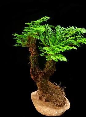 卷柏盆栽盆景菖蒲k懒人植物防辐射九死还魂草天然绿色植物包邮