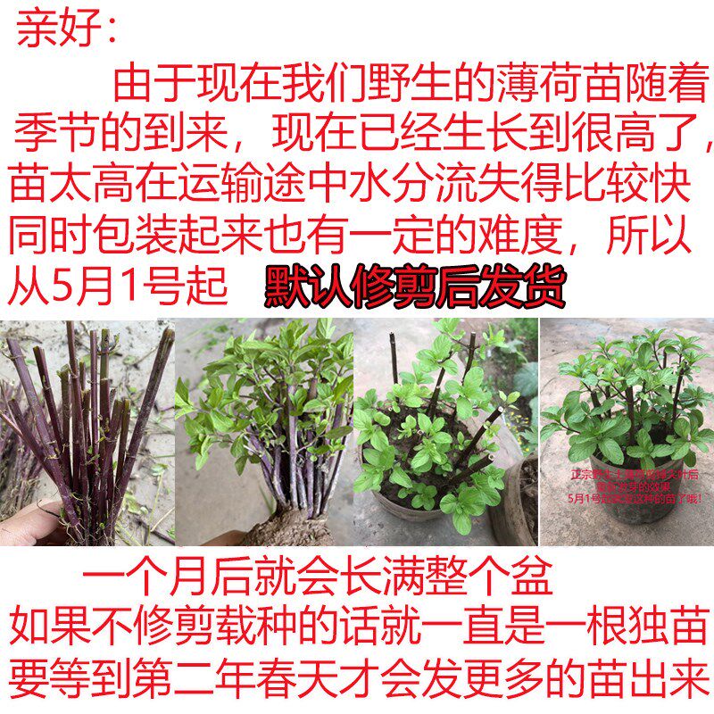 清凉野生土薄荷种苗盆栽可食用植物阳台H室内新鲜迷迭香驱蚊草清