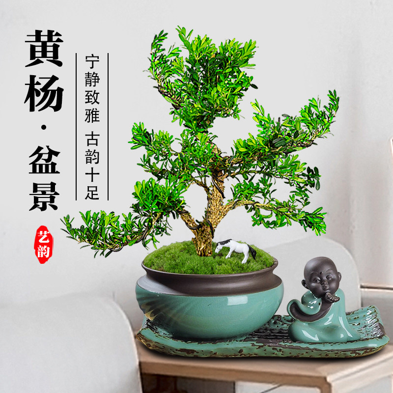 黄杨老桩盆景树苗雀舌皱皮造型小叶盆栽绿植室内T客厅好养树桩植