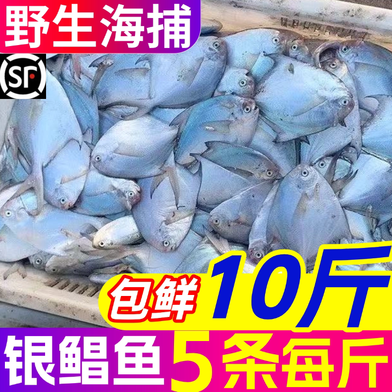 新鲜银鲳鱼金鲳鱼冷冻海鲜水产鲜活海鱼昌鱼晶鱼平鱼鲳鳊鱼小鲳鱼