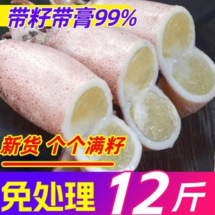 籽乌海兔子满籽全籽带籽鲜活小鱿鱼墨鱼仔笔管鱼笔管鱿海鲜水产